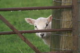 D7D00469 Peek-a-boo lamb.jpg